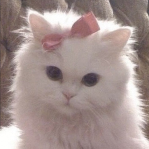 Meet your Posher, Lillian - Picture 1 of 1